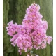 LAGERSTROEMIA jasnoróżowa bez południa - sadzonki 100 / 130 cm