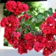 LAGERSTROEMIA bez południa czerwona - sadzonki 100 / 130 cm