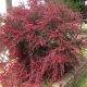 MANUKA Leptospermum scoparium Red Damask miododajne lecznicze - sadzonki 5 / 10 cm