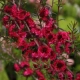 MANUKA Leptospermum scoparium Red Damask miododajne lecznicze - sadzonki 5 / 10 cm