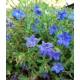 LITODORA Heavenly Blue - sadzonki 5 / 10 cm