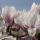 MAGNOLIA ALBA SUPERBA na pniu - sadzonki 70 / 90 cm