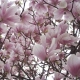 MAGNOLIA HEAVEN SCENT NA PNIU - sadzonki 160 / 190 cm