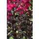 LAGERSTROEMIA RÓŻOWA czerwony liść - sadzonki 50 / 70 cm