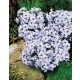 FLOKS BAVARIA biało - niebieski zimozielony - sadzonki 10 / 15 cm