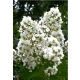 LAGERSTROEMIA na pniu biała - kremowa bez południa - sadzonki 60 / 80 cm