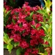 KRZEWUSZKA WEIGELA czerwona Red Prince - sadzonki 5 / 15 cm