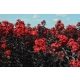 LAGERSTROEMIA CZERWONA czerwony liść - sadzonki 50 / 70 cm
