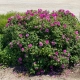 RÓŻA POMARSZCZONA DZIKA RÓŻA - sadzonki 50 / 80 cm