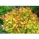 Tawuła Goldflame - sadzonki 20 / 30 cm