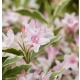 KRZEWUSZKA WEIGELA Nana Variegata - sadzonki 5 / 15 cm