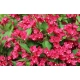 KRZEWUSZKA WEIGELA czerwona Red Prince - sadzonki 5 / 15 cm