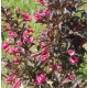 KRZEWUSZKA WEIGELA na pniu z BORDOWYM LIŚCIEM - sadzonki 100 / 120 cm