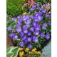 DZWONEK KARPACKI Blaue Clips - sadzonki 10 / 20 cm