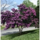 LAGERSTROEMIA na pniu Fioletowo-rózowa bez południa - sadzonki 70 / 90 cm