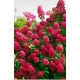 HORTENSJA bukietowa czerwona Wims Red - sadzonki 20 / 30 cm