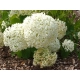 HORTENSJA DRZEWIASTA Bounty - sadzonki 60 / 80 cm
