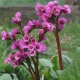 BERGENIA GRUBOLISTNA - sadzonki 10 / 20 cm