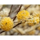 EDGEWORTHIA papierodajna kwitnie zimą - sadzonki 60 / 80 cm