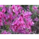 Lespedeza miododajna fioletowa - sadzonki 10 / 20 cm