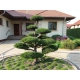 BONSAI Cyprysik Lawsona Ivonne wiele kul - sadzonki 150 / 180 cm
