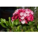 KALMIA Ginkona - sadzonki 30 / 50 cm