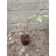 BUDLEJA DAWIDA Black Knight - sadzonki 60 / 80 cm