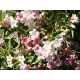 KRZEWUSZKA WEIGELA Nana Variegata - sadzonki 5 / 15 cm