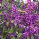 PIĘKNOTKA Bodiniera Profusion - sadzonki 30 / 40 cm