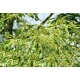 KASZTAN JADALNY szczepiony Aspleniifolia - sadzonki 60 / 80 cm