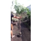 CATALPA KATALPA na pniu kulista szczepiona - sadzonki 100 / 130 cm
