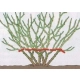 RÓŻA okrywowa różowo-biała - sadzonki 20 / 30 cm