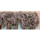 CLEMATIS POWOJNIK GÓRSKI różowy - sadzonki 10 / 20 cm