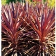 KORDYLINA AUSTRALIJSKA Red Sensation - sadzonki 20 / 30 cm