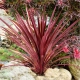 KORDYLINA AUSTRALIJSKA Red Sensation - sadzonki 20 / 30 cm