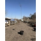 HORTENSJA NA PNIU DIAMANTINO - sadzonki 160 / 180 cm