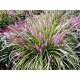 TRAWA ROZPLENICA Red Head - sadzonki 30 / 50 cm