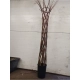 WIERZBA pleciona duża - sadzonki 160 / 180 cm