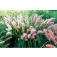 TRAWA ROZPLENICA Red Head - sadzonki 30 / 50 cm
