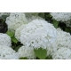HORTENSJA ANABELLE na pniu - sadzonki 70 / 80 cm