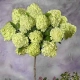 HORTENSJA pistacjowo-różowa na pniu - sadzonki 70 / 100 cm