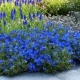 LITODORA Heavenly Blue - sadzonki 5 / 10 cm