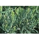 MODRZEWNICA pospolita - sadzonki 10 / 20 cm