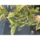 KRZEWUSZKA WEIGELA na pniu z DWUKOLOROWYM LIŚCIEM - sadzonki 100 / 120 cm