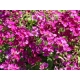 GĘSIÓWKA KAUKASKA Deep Rose - sadzonki 10 / 20 cm