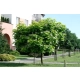 CATALPA KATALPA NA PNIU SZCZEPIONA AURENA -ŻÓŁTA - sadzonki 160 / 180 cm