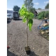 CATALPA KATALPA NANA szczepiona na pniu - sadzonki 160 / 190 cm