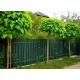CATALPA KATALPA NANA szczepiona na pniu - sadzonki 160 / 190 cm