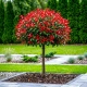 GŁOGOWNIK na pniu RED ROBIN - sadzonki 110 / 130 cm