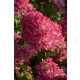 HORTENSJA bukietowa Diamant Rouge - sadzonki 20 / 30 cm